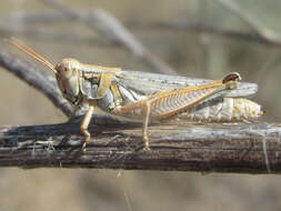 Melanoplus bowditchi canus Hebard 1925的圖片