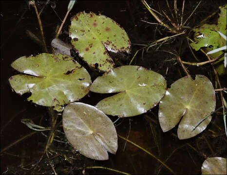 Image of James' Water-Lily