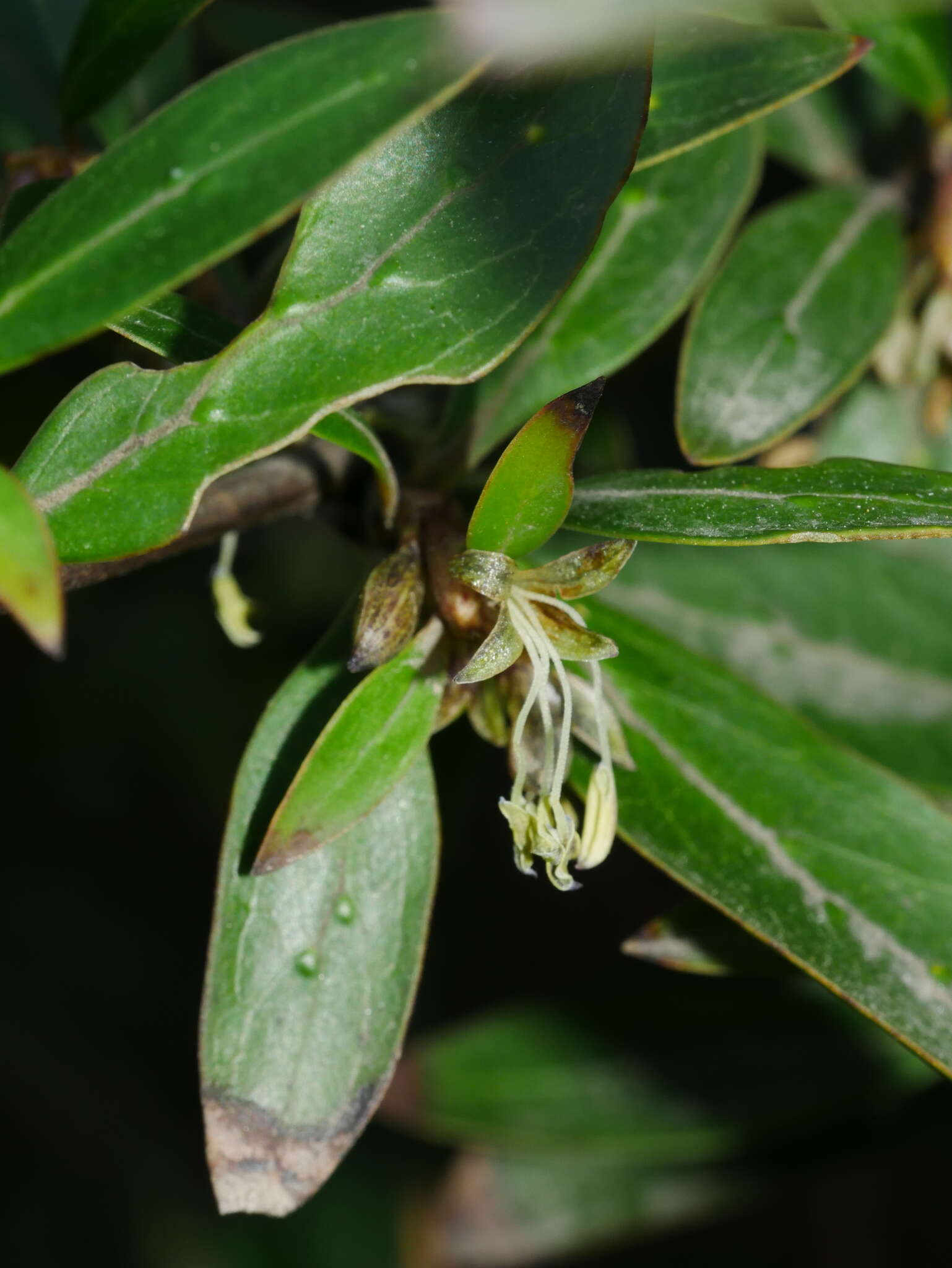 Слика од Coprosma propinqua var. martini W. R. B. Oliv.