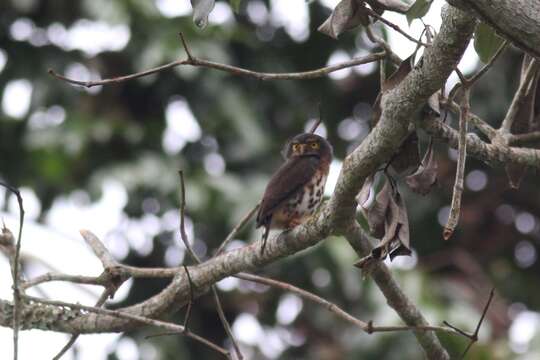 Glaucidium tephronotum Sharpe 1875 resmi