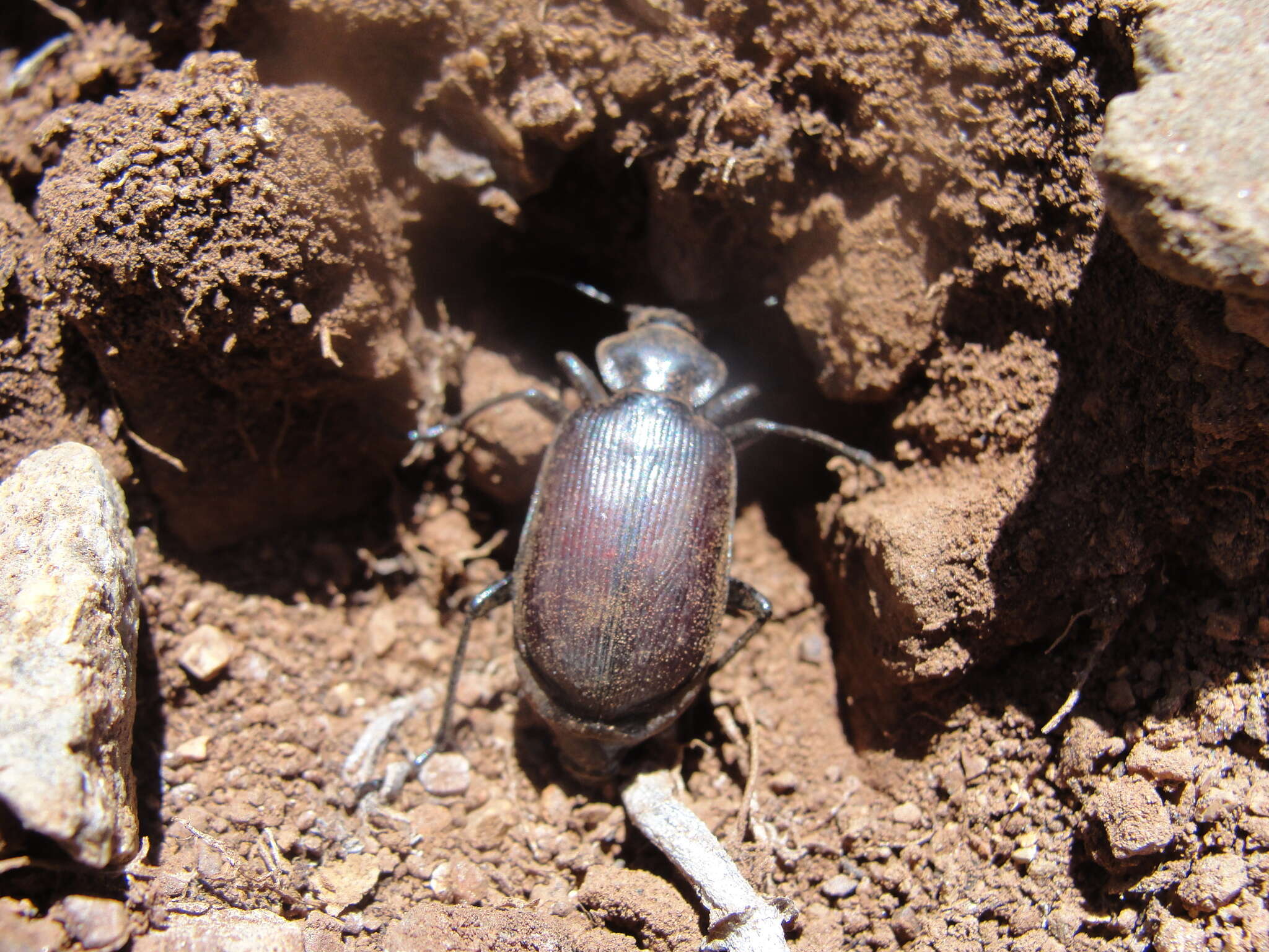 Image of Calosoma (Castrida) rufipenne Dejean 1831