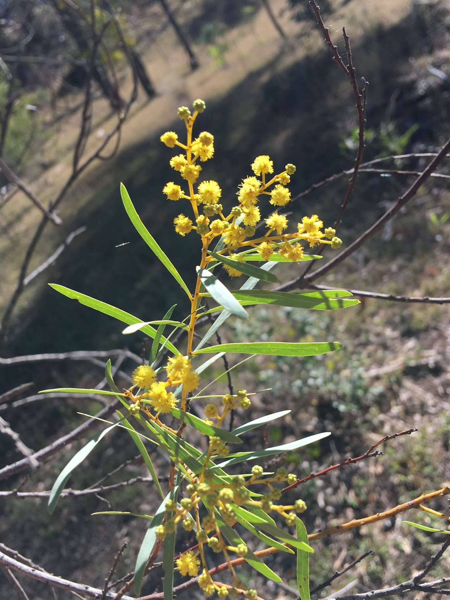 Image of graceful wattle