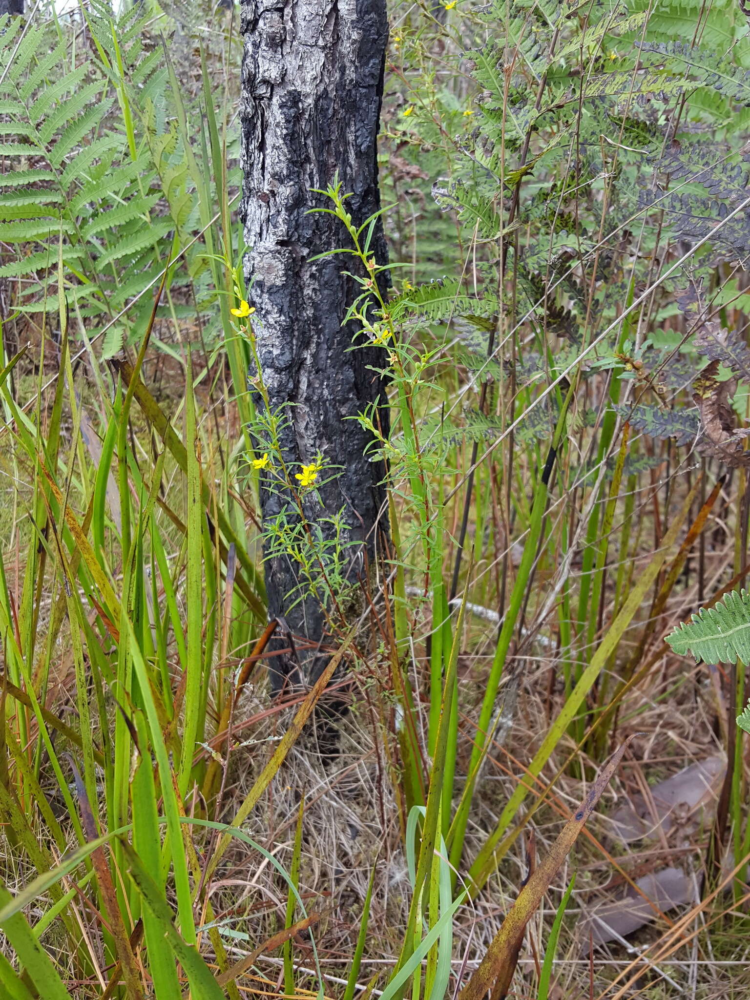 Image de Ludwigia linearis Walt.