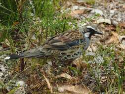 Imagem de Cinclosoma punctatum (Shaw 1795)