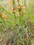 Image of Pimelea curviflora R. Br.