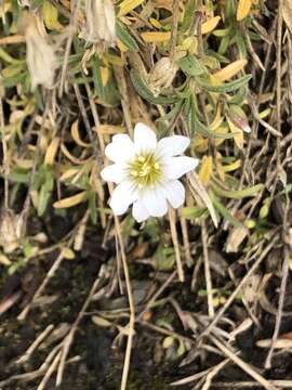 صورة Cerastium arvense subsp. arvense