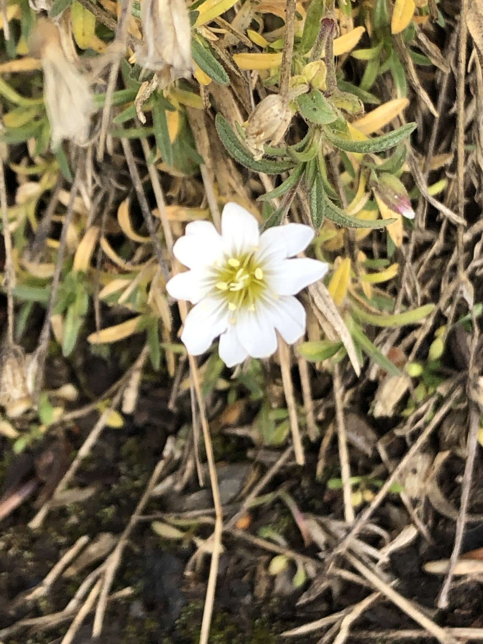 Слика од Cerastium arvense subsp. arvense