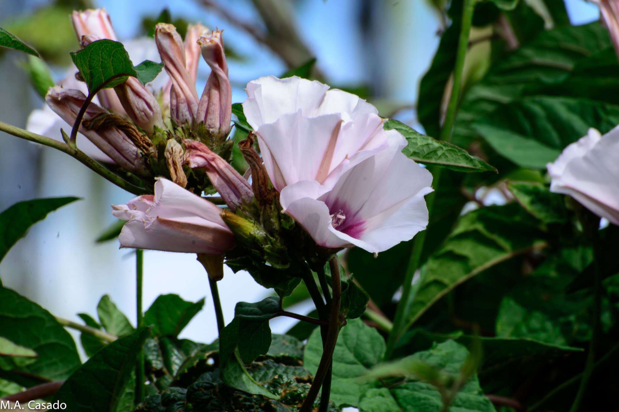 Image of Ipomoea tenuirostris Choisy