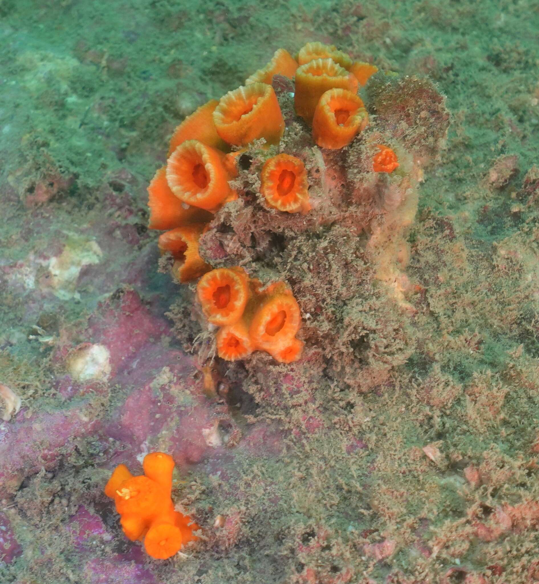 Image of tree coral