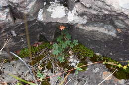 Image of reddish cinquefoil