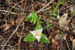 Image of Pseudotrillium