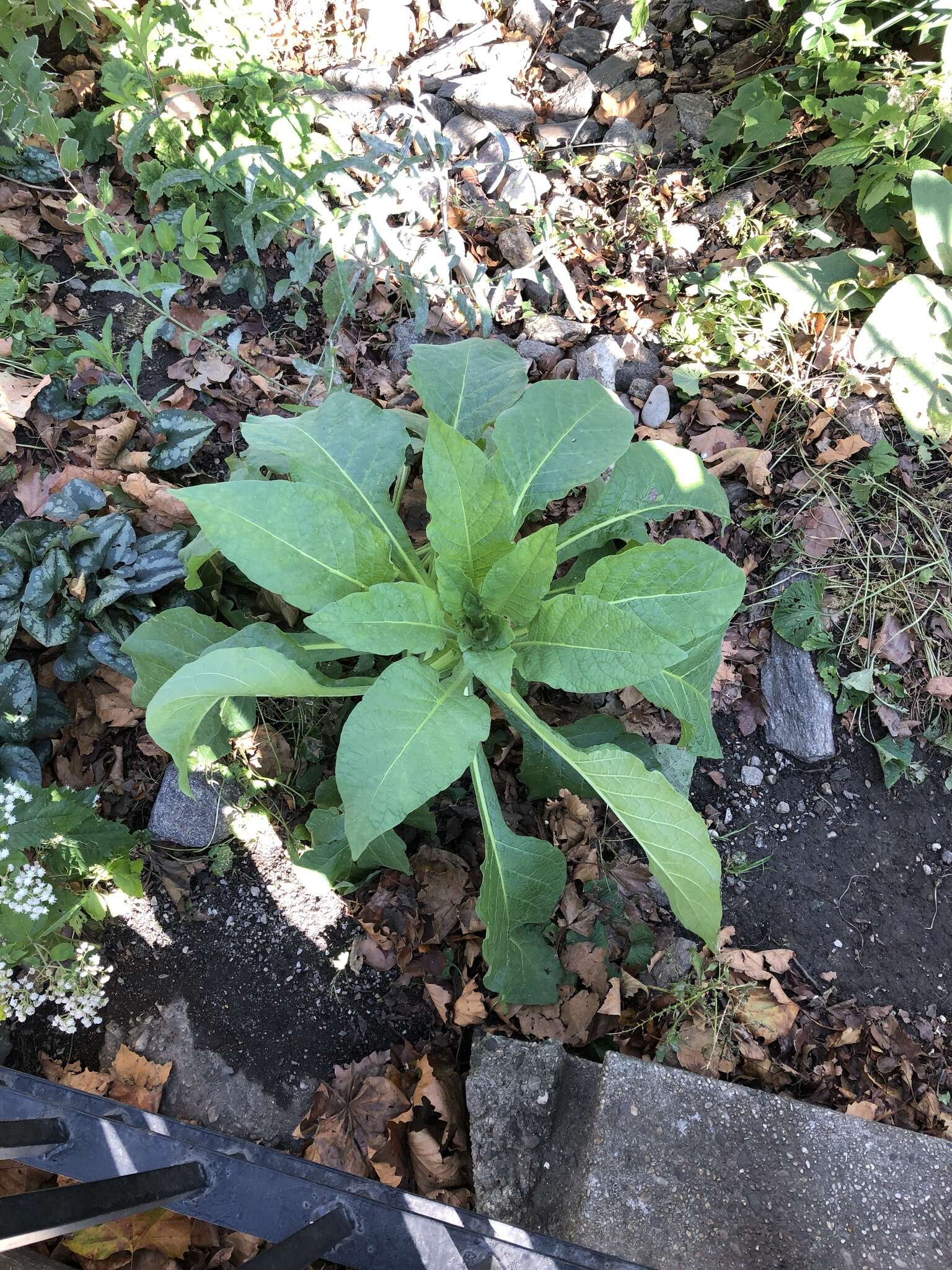 Image of South American tobacco