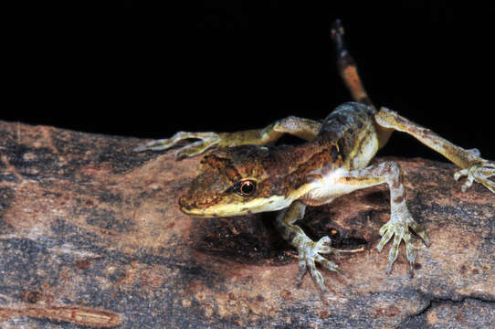 Image of Anolis ocelloscapularis (Köhler, Mccranie & Wilson 2001)