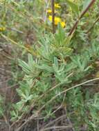 Salvia clevelandii (A. Gray) Greene resmi