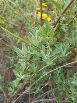 Salvia clevelandii (A. Gray) Greene resmi