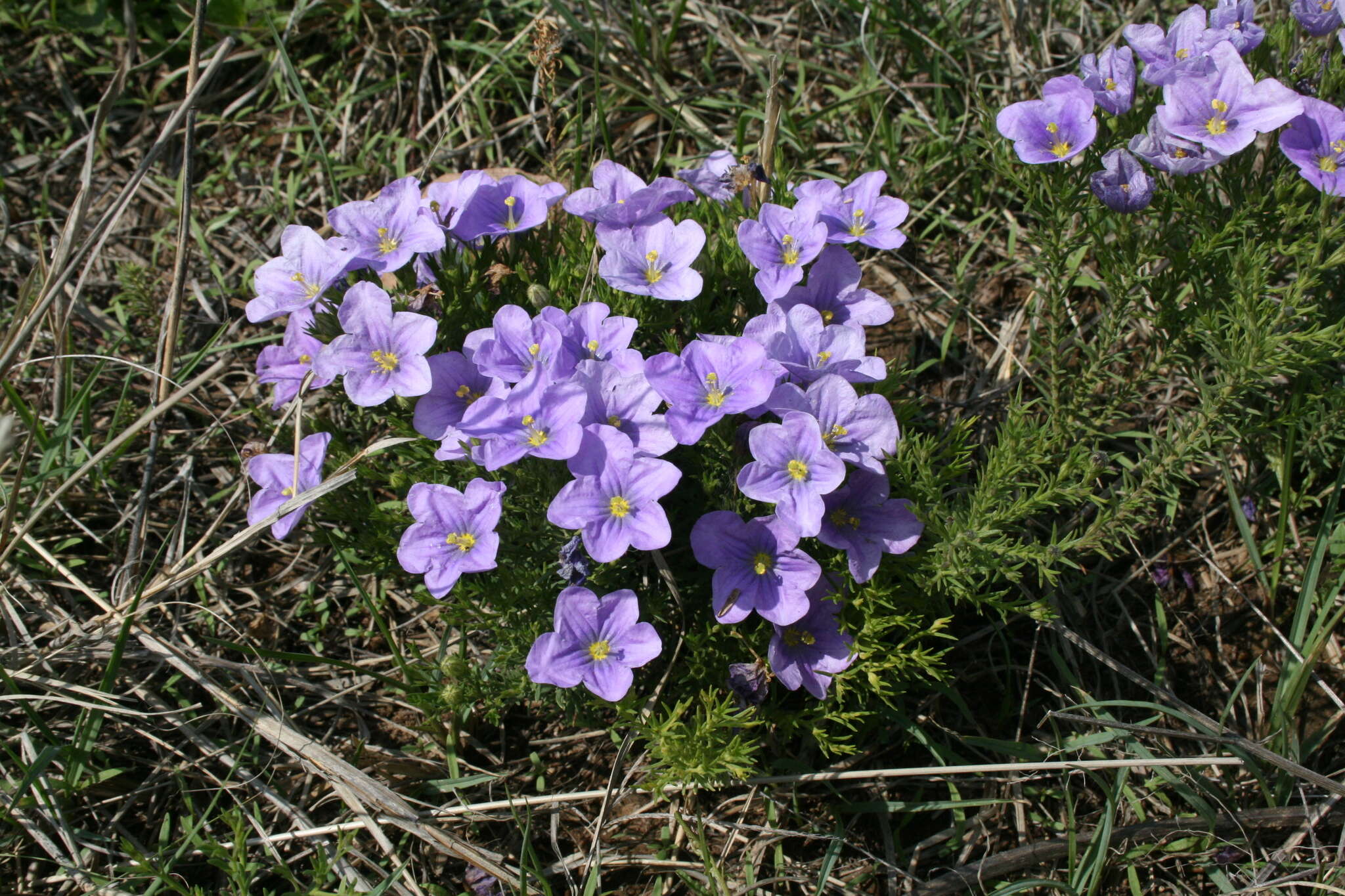 Image of Blue cup flower