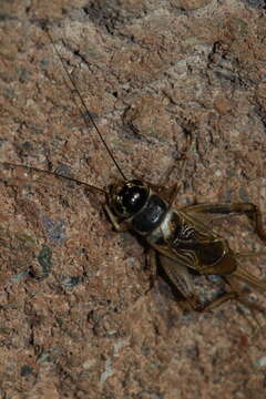 Image of Badlands Cricket