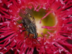 Anthomyia punctipennis Wiedemann 1830的圖片