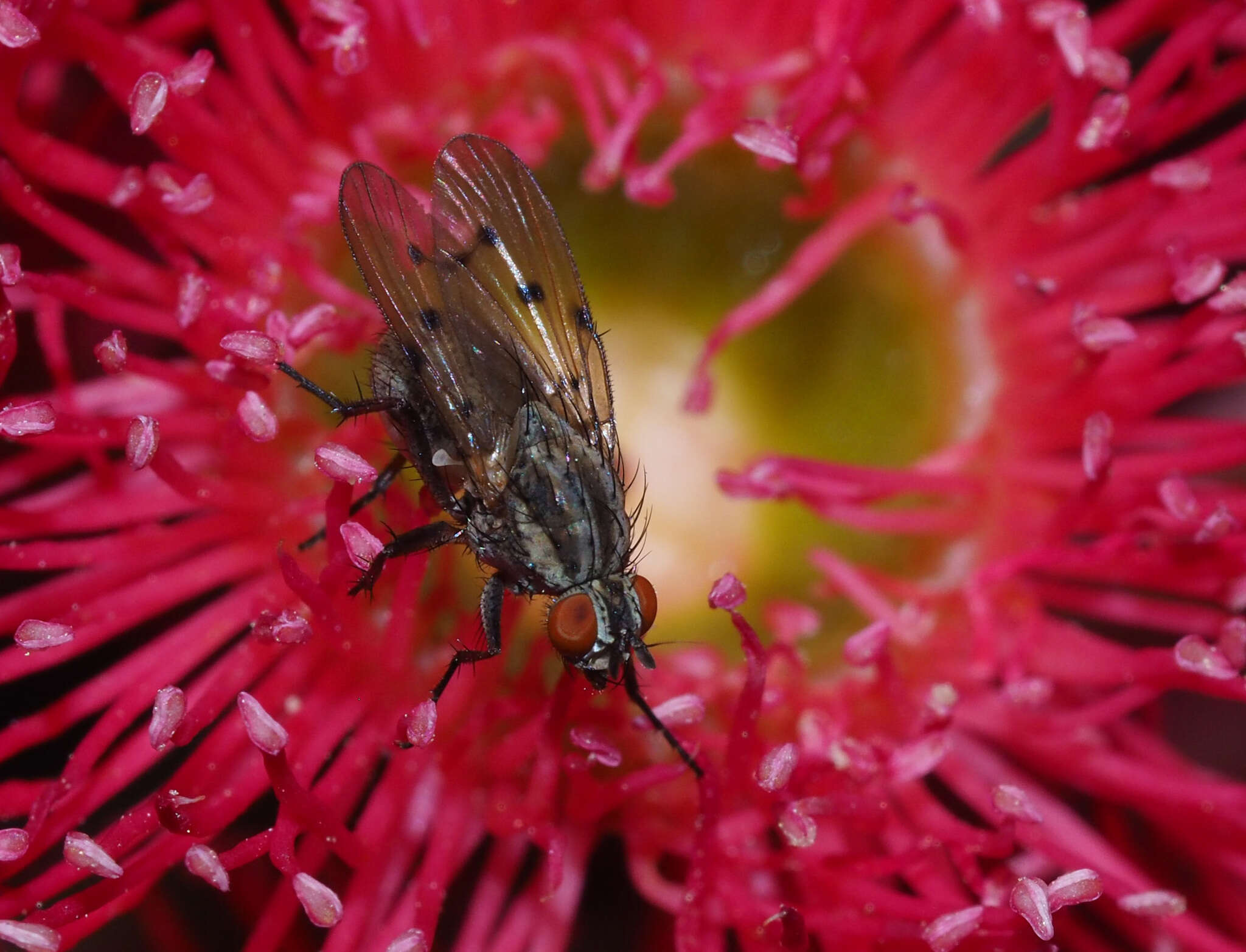 Anthomyia punctipennis Wiedemann 1830的圖片