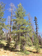 Image of Limber Pine