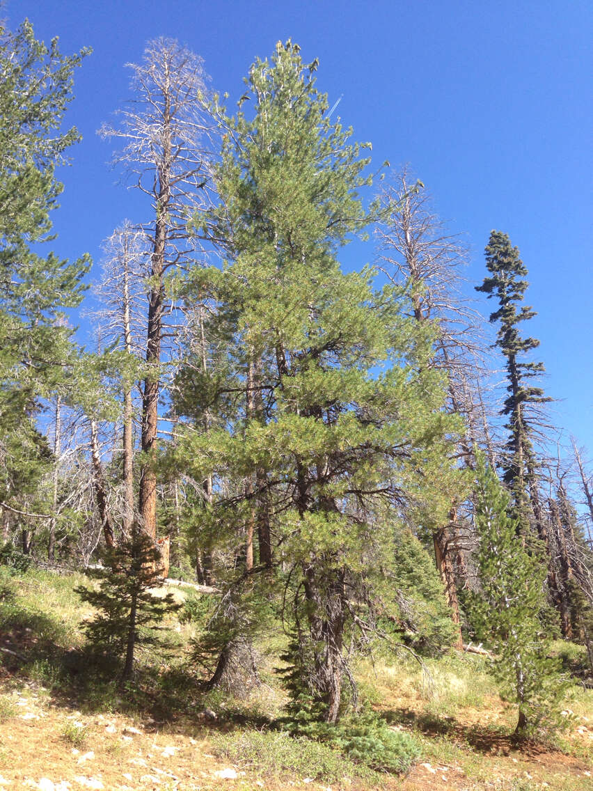 Image of Limber Pine