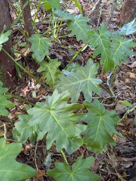 Image of Philodendron