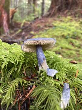 Image of Entocybe