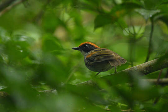 Image of Black-cheeked Gnateater