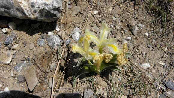 Plancia ëd Iris caucasica Hoffm.