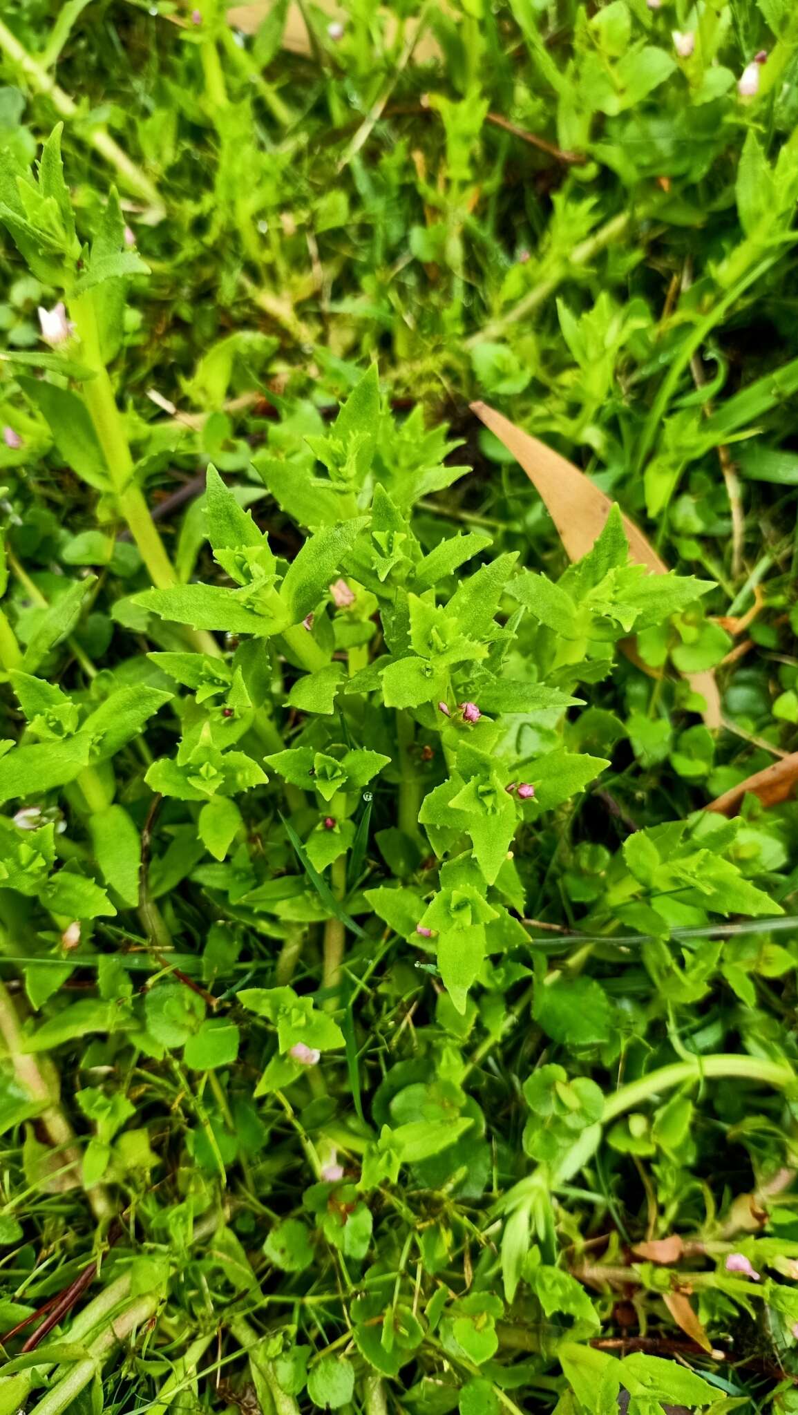 Image de Gratiola pubescens R. Br.