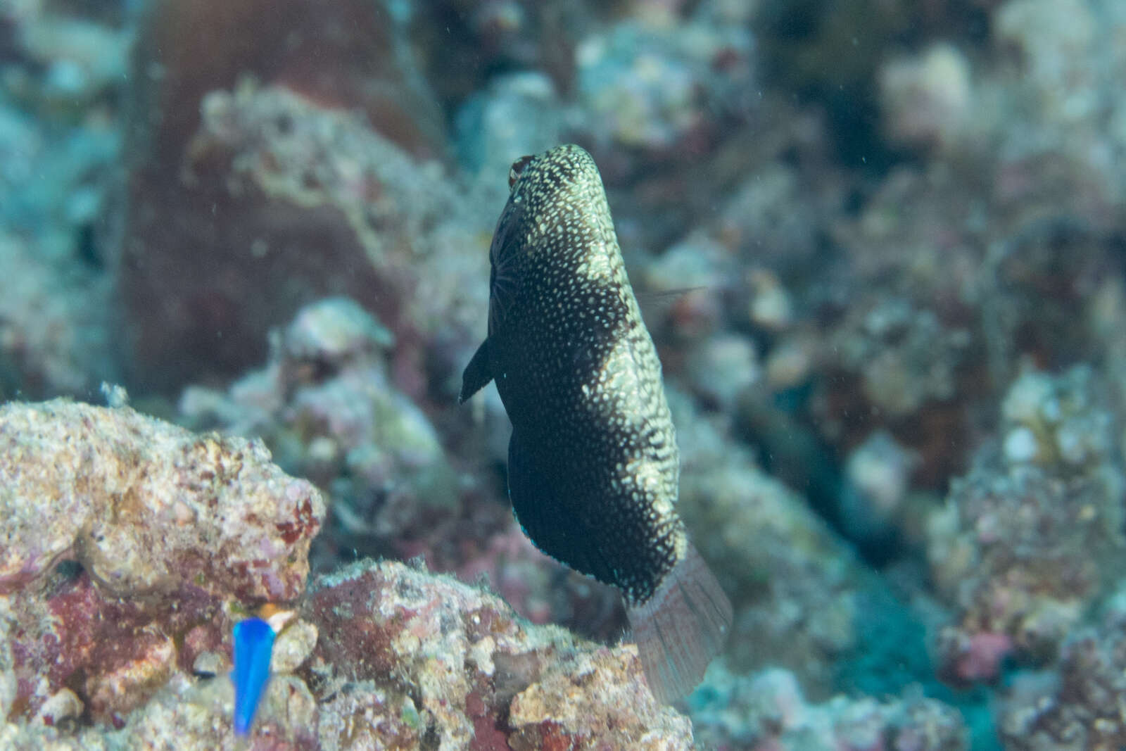 Image of Black leopard wrasse