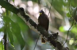 Image of Bearded Bulbul