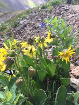 Image of Showy Alpine Ragwort