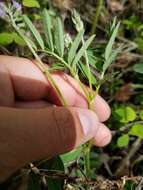 Image of elegant milkvetch