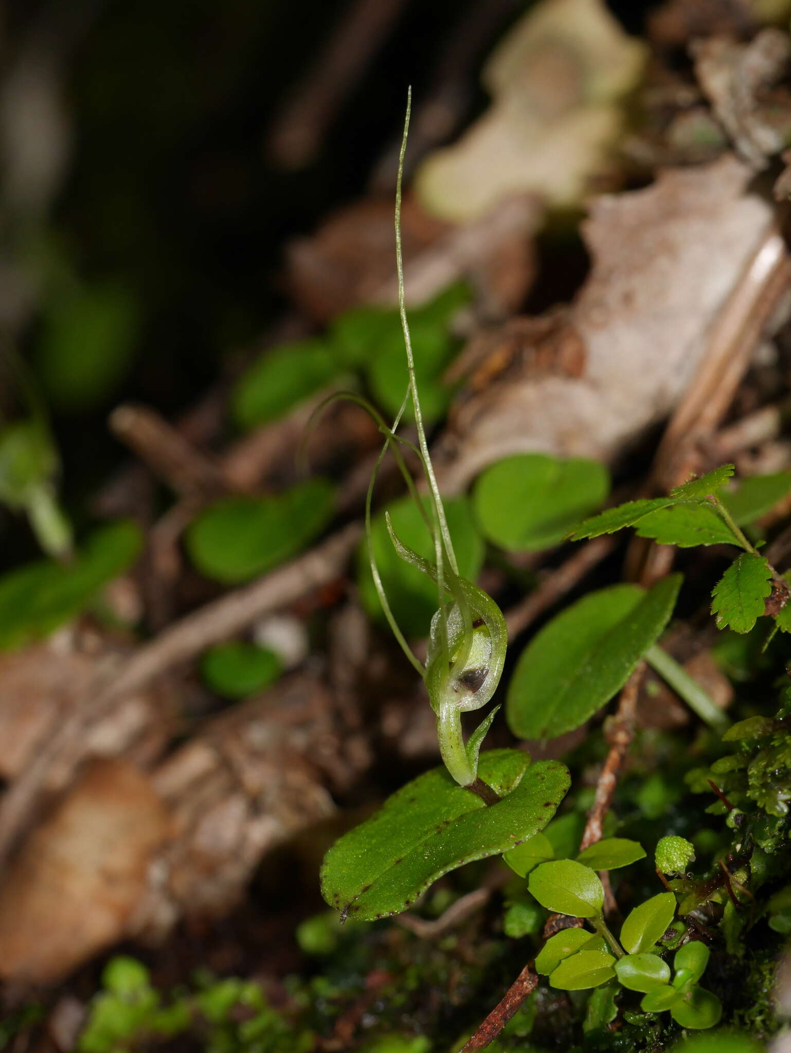 Image of Corybas papa Molloy & Irwin