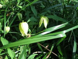 Image of hermitgold clematis