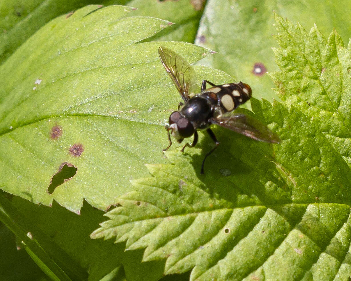 صورة Sericomyia lata (Cqouillett 1907)