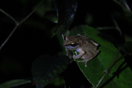 Image de Pseudophilautus wynaadensis (Jerdon 1853)