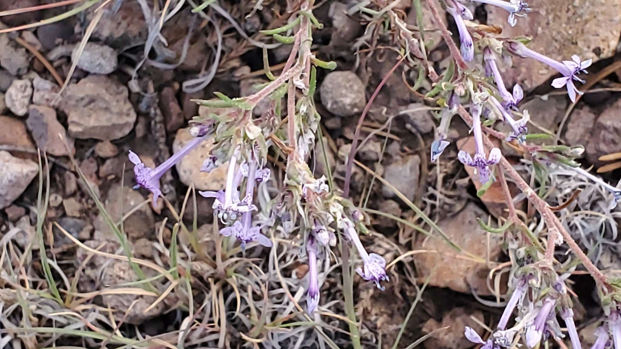 Image of manyflowered ipomopsis