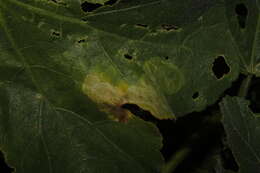 Image of Tomato leaf miner