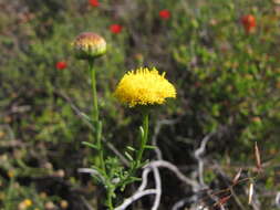 Слика од Chrysocoma ciliata L.