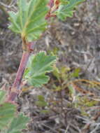 Imagem de Pelargonium betulinum (L.) L'Her.