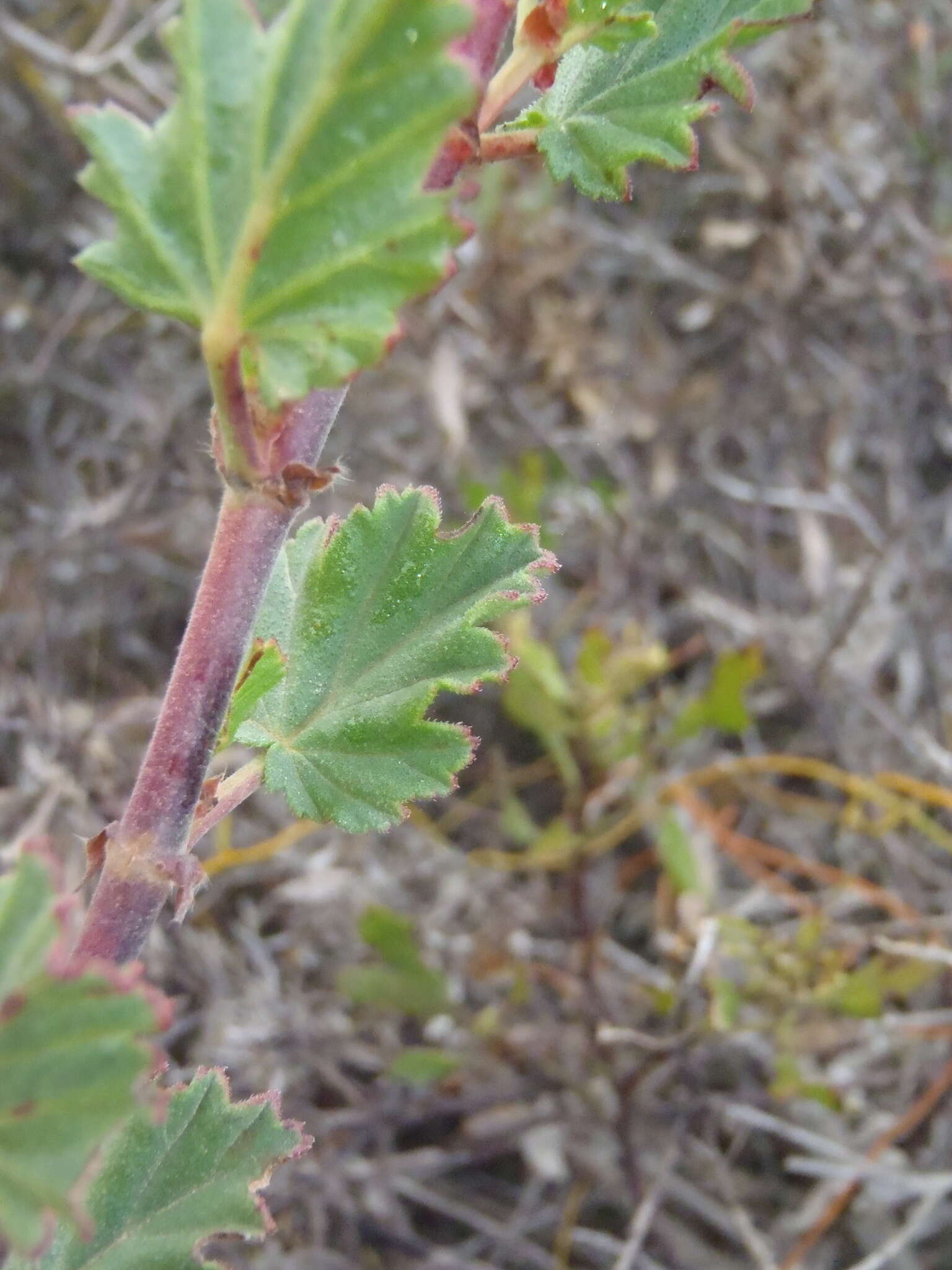 Imagem de Pelargonium betulinum (L.) L'Her.