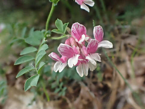 Image of <i>Hosackia stipularis</i> var. <i>ottleyi</i>