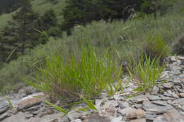 Image of Brachypodium kawakamii Hayata