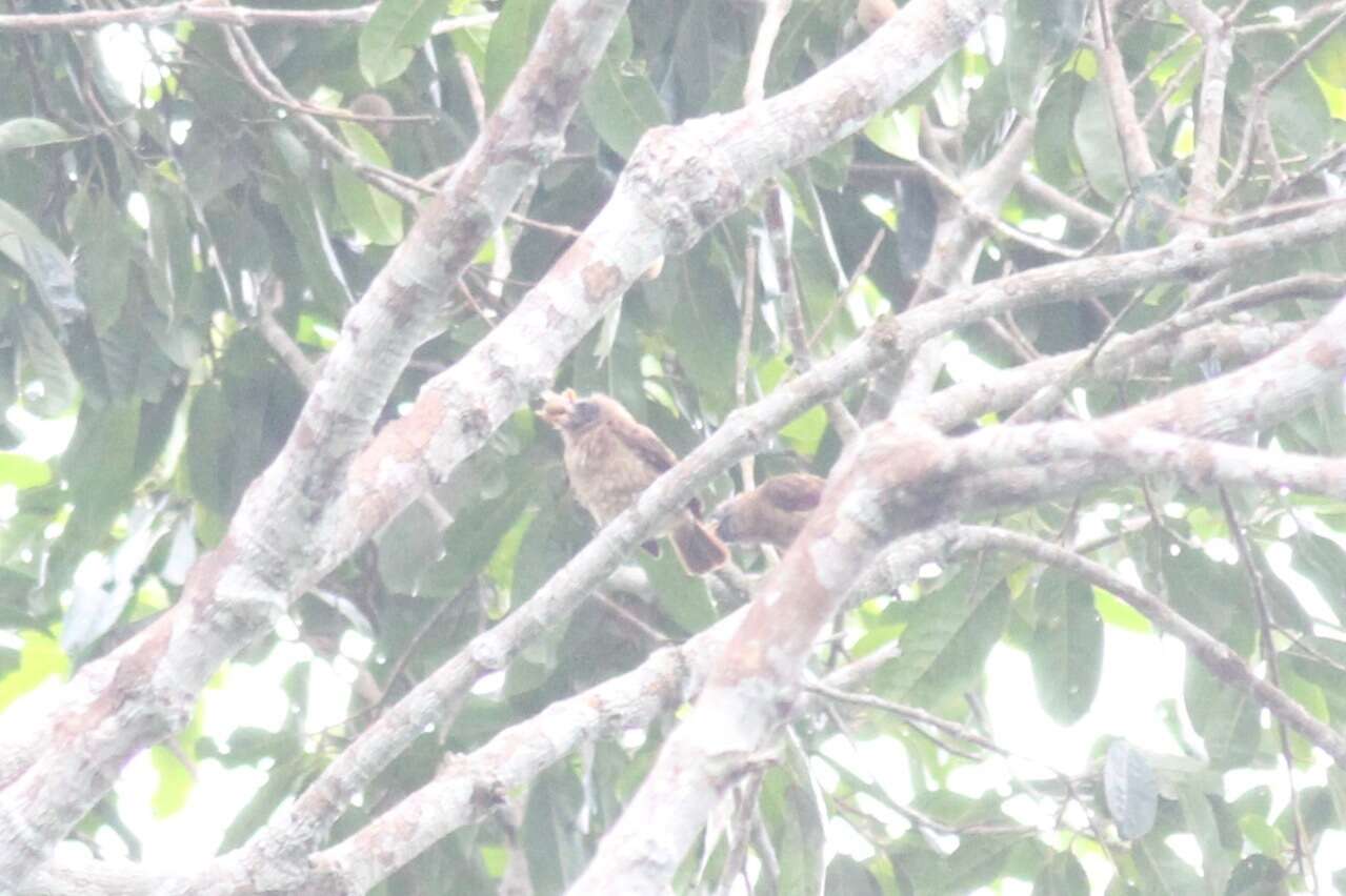 Image of Bristle-nosed Barbet