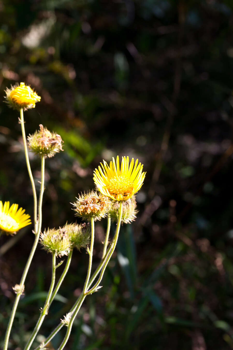 Image of Berkheya speciosa (DC.) O. Hoffm.