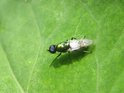 Imagem de Prosopochrysa vitripennis (Doleschall 1856)