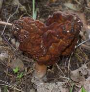 Imagem de Gyromitra esculenta (Pers.) Fr. 1849