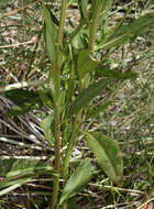 Слика од Thelypodium integrifolium subsp. complanatum Al-Shehbaz